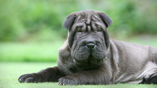 Big blue dog breed sale